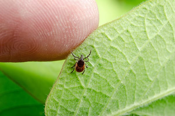 7 Ways to Arm Yourself Against Ticks and Lyme Disease
